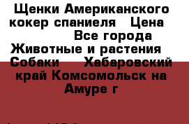 Щенки Американского кокер спаниеля › Цена ­ 15 000 - Все города Животные и растения » Собаки   . Хабаровский край,Комсомольск-на-Амуре г.